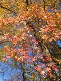 Liquidambar de Boom van Styraciflua met Kleurrijke Bladeren en Zaden in de herfst stock fotografie Liquidambar de Boom van Styraciflua met Kleurrijke Bladeren en Zaden in de herfst stock fotografie