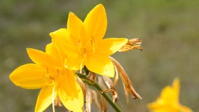 Lirio amarillo Lirio amarillo