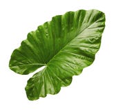 Lirio Noche-perfumado u oído de elefante vertical gigante, hoja tropical exótica del follaje del odora del Alocasia, aislada en e fotografía de archivo Lirio Noche-perfumado u oído de elefante vertical gigante, hoja tropical exótica del follaje del odora del Alocasia, aislada en e fotografía de archivo
