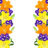Lirio y azul amarillos, anaranjados Iris Flower Border en el fondo blanco Ilustración del vector Foto de archivo libre de regalías Lirio y azul amarillos, anaranjados Iris Flower Border en el fondo blanco Ilustración del vector Foto de archivo libre de regalías