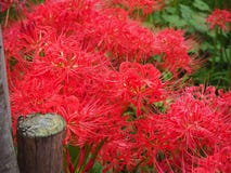 Lis d'araignée rouge au Japon photo stock Lis d'araignée rouge au Japon photo stock