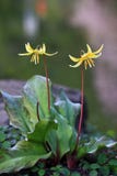Lis jaune, repaire-canis d'erythronium photo libre de droits Lis jaune, repaire-canis d'erythronium photo libre de droits