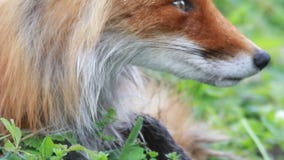 lisa Minnesota północnej bliżej być sfotografowana czerwone, zdjęcie wideo lisa Minnesota północnej bliżej być sfotografowana czerwone, zdjęcie wideo