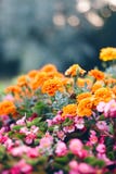 Lit de fleur dans le jardin avec les fleurs décoratives photo stock Lit de fleur dans le jardin avec les fleurs décoratives photo stock