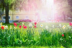 Lit de fleur urbain avec les fleurs rouges et jaunes sur un fond brouillé le paysage et les bâtiments urbains Photographie stock Lit de fleur urbain avec les fleurs rouges et jaunes sur un fond brouillé le paysage et les bâtiments urbains Photographie stock