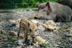 Lite galt och hennes mum royaltyfri foto Lite galt och hennes mum royaltyfri foto