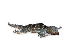 Lite geckoträsk av dina hudar för nya hudar arkivfoto Lite geckoträsk av dina hudar för nya hudar arkivfoto