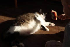 Lite kammar pojken en katt med en special sårskorpa Norska Forest Cat som tycker om solen royaltyfri fotografi Lite kammar pojken en katt med en special sårskorpa Norska Forest Cat som tycker om solen royaltyfri fotografi