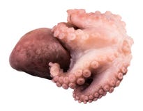 Liten bläckfisk som isoleras på vit bakgrund close upp arkivbild Liten bläckfisk som isoleras på vit bakgrund close upp arkivbild