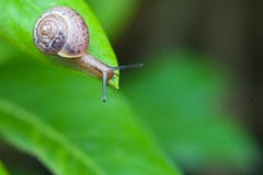Liten brun snail på den gröna leafen arkivfoto Liten brun snail på den gröna leafen arkivfoto