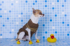 Liten chihuahuavalp på hjärta arkivbild Liten chihuahuavalp på hjärta arkivbild
