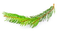 Liten filial av julgranen royaltyfri foto Liten filial av julgranen royaltyfri foto
