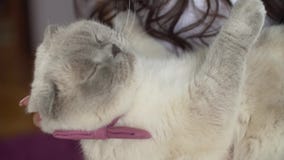 Liten fluffig katt med den rosa flugan Den härliga bruden med nätt leende och långt mörkt lockigt hår spelar med det lager videofilmer Liten fluffig katt med den rosa flugan Den härliga bruden med nätt leende och långt mörkt lockigt hår spelar med det lager videofilmer