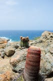 Liten kaktus i Aruba royaltyfri foto Liten kaktus i Aruba royaltyfri foto