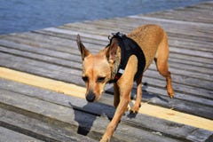 Liten ledsen hund arkivbild Liten ledsen hund arkivbild