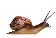 Liten snail royaltyfria bilder Liten snail royaltyfria bilder