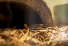 Liten trädgårdorm som kikar ut från en ihålig fauxstubbe arkivfoton Liten trädgårdorm som kikar ut från en ihålig fauxstubbe arkivfoton