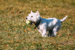 Liten vit västra högland vita Terrier - Westie royaltyfria bilder Liten vit västra högland vita Terrier - Westie royaltyfria bilder
