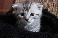 Litet Gray Scottish Fold kattungefotografi royaltyfri fotografi Litet Gray Scottish Fold kattungefotografi royaltyfri fotografi