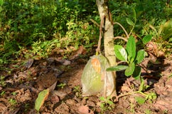 Litet jackfruitträd med sjalpåsejackfruiten på jordning arkivbilder Litet jackfruitträd med sjalpåsejackfruiten på jordning arkivbilder