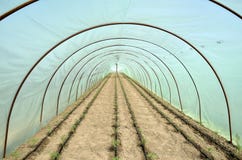Lits de serre chaude et de jardin de tomate Photographie stock libre de droits Lits de serre chaude et de jardin de tomate Photographie stock libre de droits