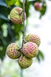 Litschi trägt, die Art von bedana am ranisonkoil Früchte, thakurgoan, Bangladesch stockfoto Litschi trägt, die Art von bedana am ranisonkoil Früchte, thakurgoan, Bangladesch stockfoto