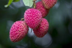 Litschi trägt Früchte, am Ort genannt Lichu am ranisonkoil, thakurgoan, Bangladesch stockbild Litschi trägt Früchte, am Ort genannt Lichu am ranisonkoil, thakurgoan, Bangladesch stockbild