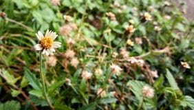 Little Asteraseae royalty free stock image Little Asteraseae royalty free stock image