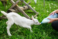 Little baby goat drinking bottled milk in a children`s farm royalty free stock images Little baby goat drinking bottled milk in a children`s farm royalty free stock images