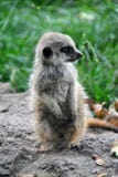 Little baby meerkat sitting and looking around royalty free stock image Little baby meerkat sitting and looking around royalty free stock image