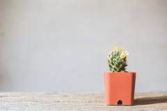 Little beautiful cactus wood background royalty free stock image Little beautiful cactus wood background royalty free stock image