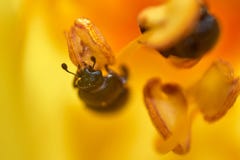 Little beetle crawling at flower pestle royalty free stock images Little beetle crawling at flower pestle royalty free stock images