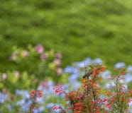 A little bird on Flower flowering against background of flowers stock images A little bird on Flower flowering against background of flowers stock images