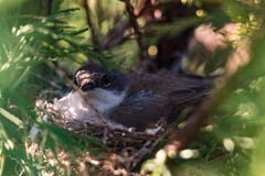 Little bird hatching eggs in a nest royalty free stock images Little bird hatching eggs in a nest royalty free stock images