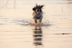 Little black and white dog running around in shallow waters. stock images Little black and white dog running around in shallow waters. stock images