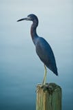 Little Blue Heron On Wooden Piling Royalty Free Stock Photography