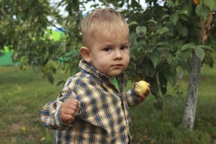 Little boy eating red apple in orchard stock image Little boy eating red apple in orchard stock image