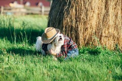 Little boy hugs his dog stock photos Little boy hugs his dog stock photos