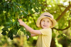 Little boy picking apples from tree stock photo Little boy picking apples from tree stock photo