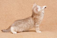 Little British kitten chocolate silver tiger color side view stock photo Little British kitten chocolate silver tiger color side view stock photo