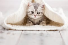 Little cat at home. Curious gray kitten. Little cat at home. Small pet stock images Little cat at home. Curious gray kitten. Little cat at home. Small pet stock images