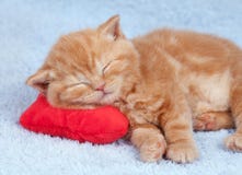 Little cat sleeping on the pillow Royalty Free Stock Photography Little cat sleeping on the pillow Royalty Free Stock Photography