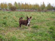 Little chihuahua dog in the park royalty free stock photography Little chihuahua dog in the park royalty free stock photography