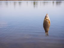 Little crucian hanging on a hook above the water stock images Little crucian hanging on a hook above the water stock images