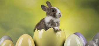 Little Cute Baby Rabbit, Easter Animal Holiday, Eggs And Green Background Royalty Free Stock Photo