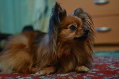 Little cute brown dog with long hair royalty free stock image Little cute brown dog with long hair royalty free stock image