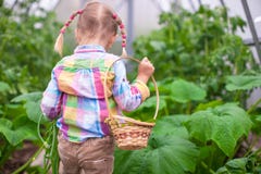 Little cute girl with the harvest in a greenhouse royalty free stock photo Little cute girl with the harvest in a greenhouse royalty free stock photo