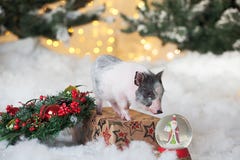 Little Cute Pig Stands On A Festive Box.Postcard For New Year Or Christmas, Symbol Of The Year Stock Images Little Cute Pig Stands On A Festive Box.Postcard For New Year Or Christmas, Symbol Of The Year Stock Images