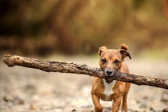 Little Dog, Big Stick Royalty Free Stock Photography
