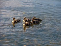 Little Ducklings Swimming In A Group Royalty Free Stock Photo